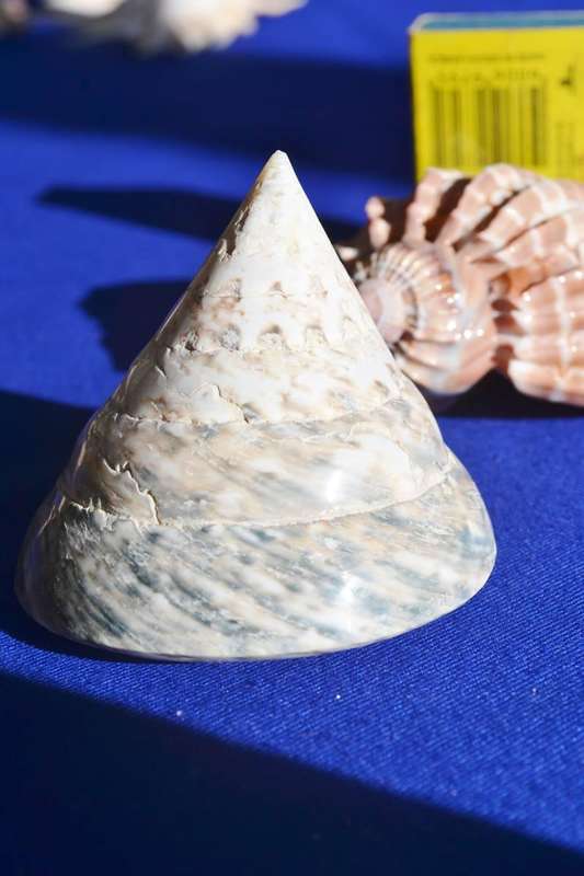 Assorted Natural Sea Shells