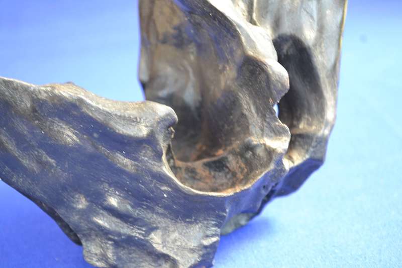 Japanese Charred Cedar Root Sculpture