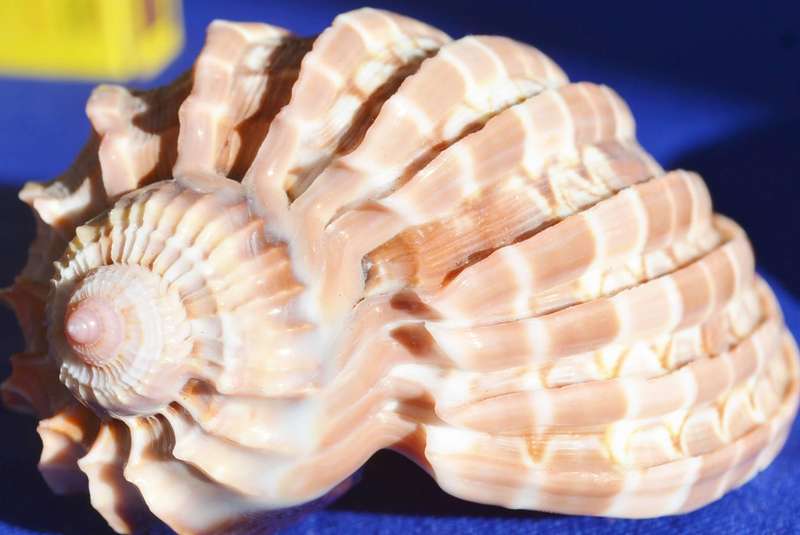 Assorted Natural Sea Shells
