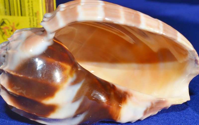 Assorted Natural Sea Shells