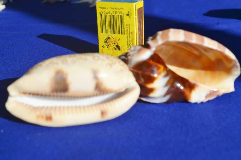 Assorted Natural Sea Shells