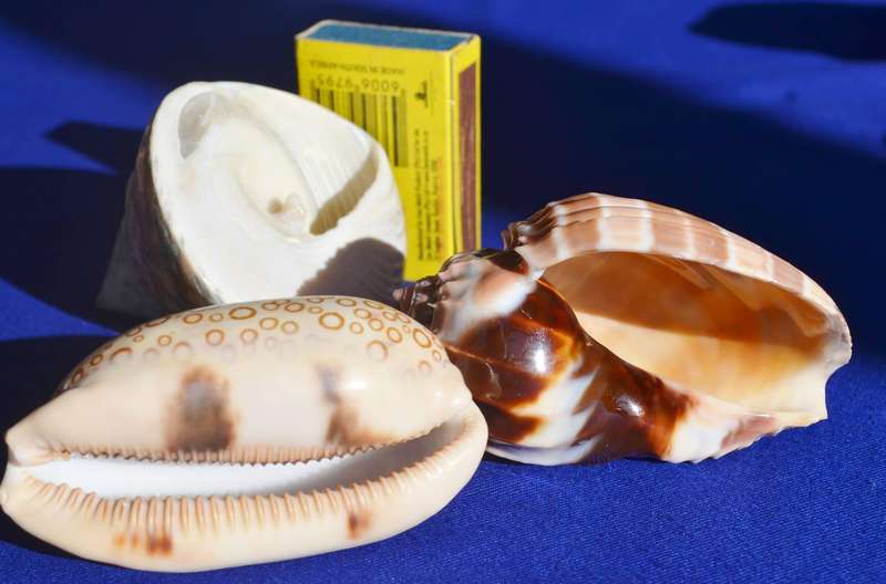 Assorted Natural Sea Shells