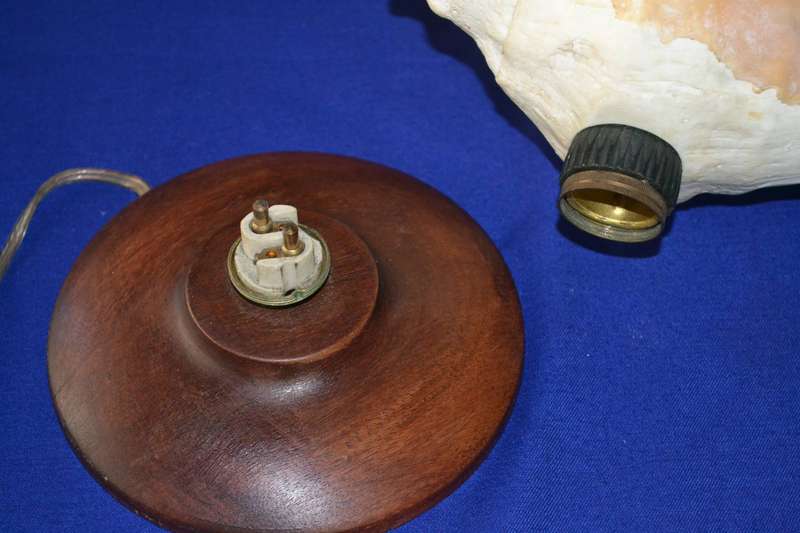 Natural Spider Conch Sea Shell Lamp on Wooden Base