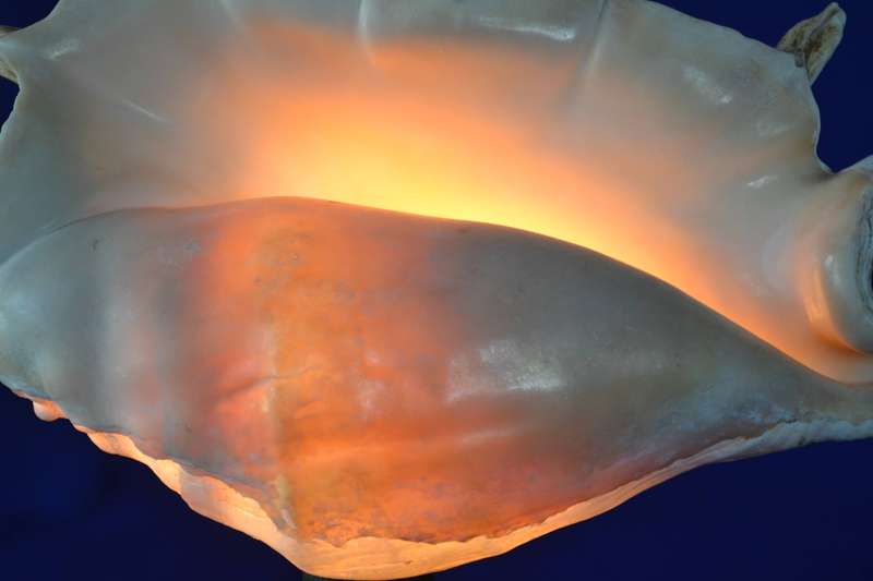 Natural Spider Conch Sea Shell Lamp on Wooden Base