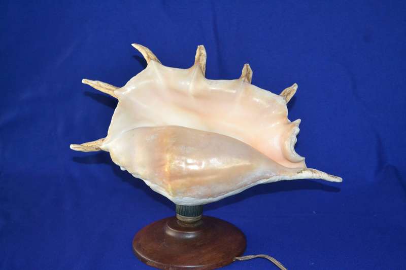 Natural Spider Conch Sea Shell Lamp on Wooden Base