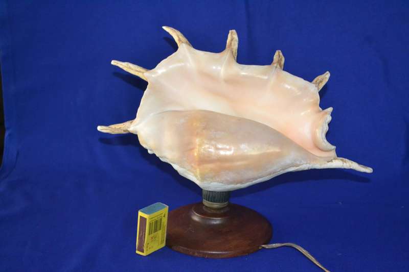 Natural Spider Conch Sea Shell Lamp on Wooden Base