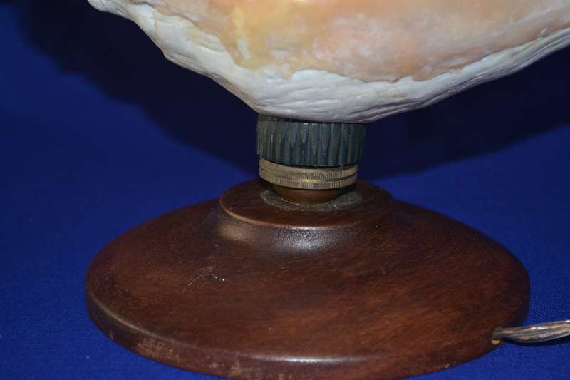 Natural Spider Conch Sea Shell Lamp on Wooden Base