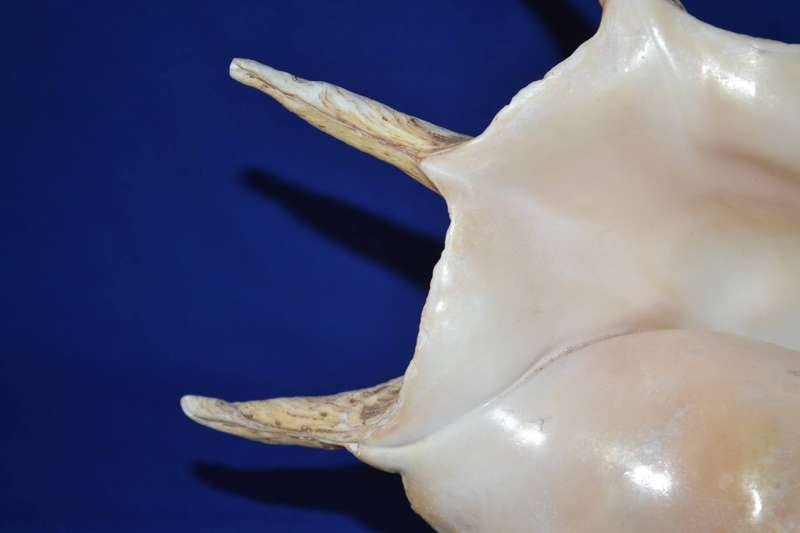 Natural Spider Conch Sea Shell Lamp on Wooden Base