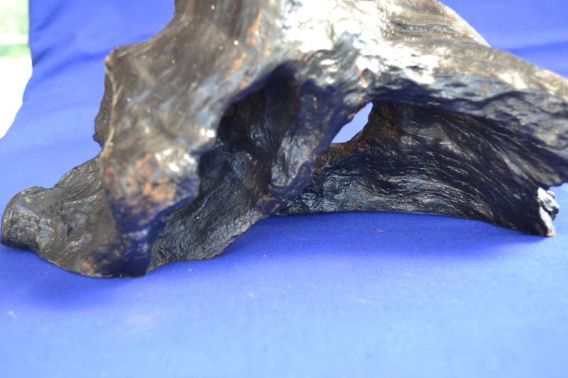 Japanese Charred Cedar Root Sculpture