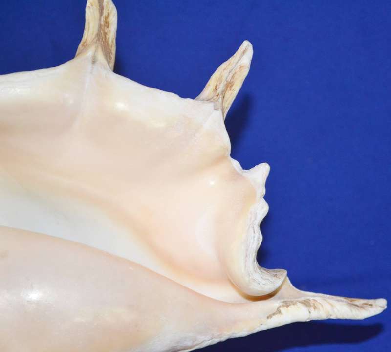 Natural Spider Conch Sea Shell Lamp on Wooden Base