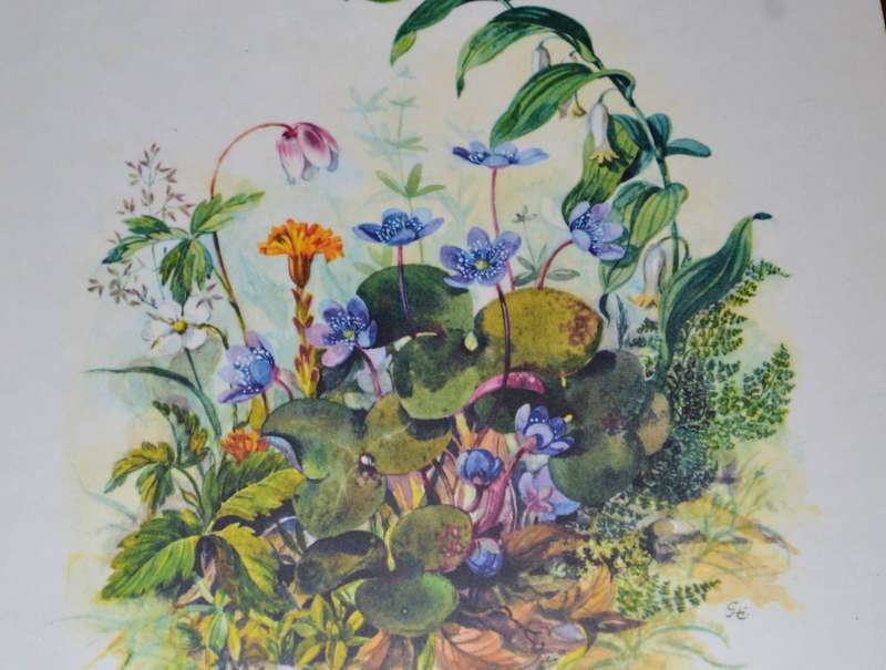 Vintage Boxed Set of 8 Sheraton Table / Place Mats Country Flowers