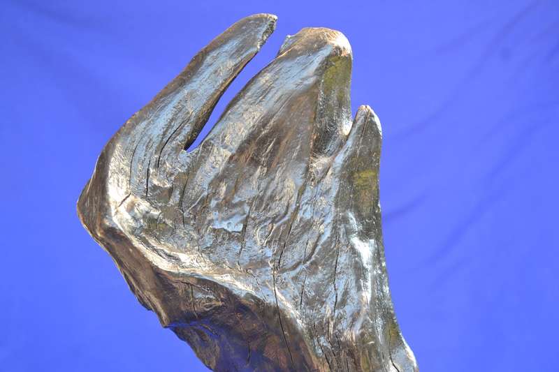 Japanese Charred Cedar Root Sculpture
