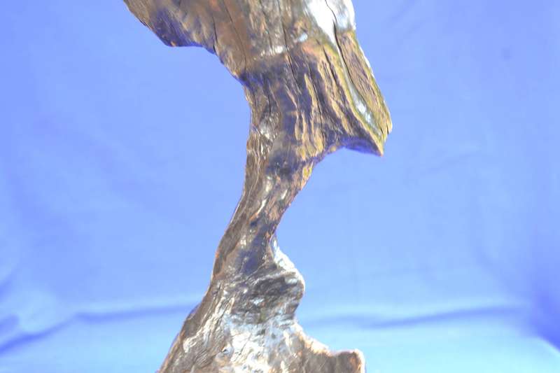 Japanese Charred Cedar Root Sculpture