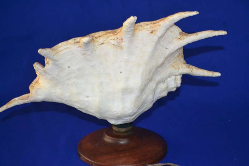 Natural Spider Conch Sea Shell Lamp on Wooden Base