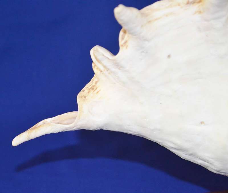 Natural Spider Conch Sea Shell Lamp on Wooden Base