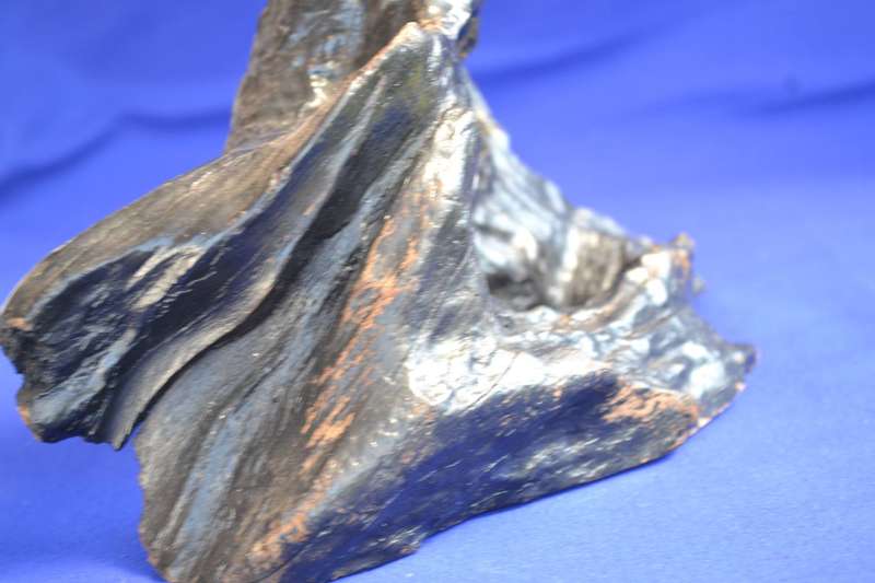 Japanese Charred Cedar Root Sculpture