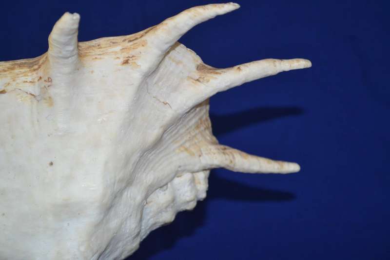 Natural Spider Conch Sea Shell Lamp on Wooden Base