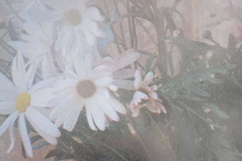 Original Paintings Signed by the Artist x 3