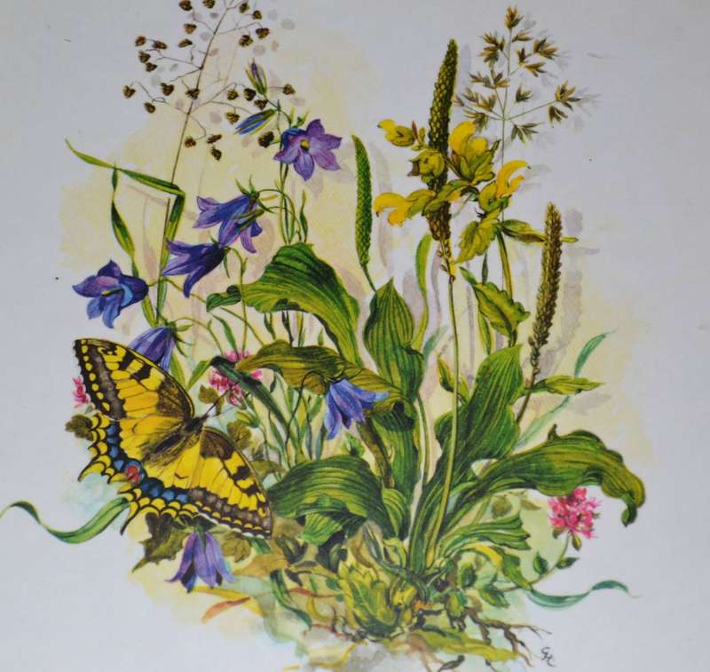 Vintage Boxed Set of 8 Sheraton Table / Place Mats Country Flowers