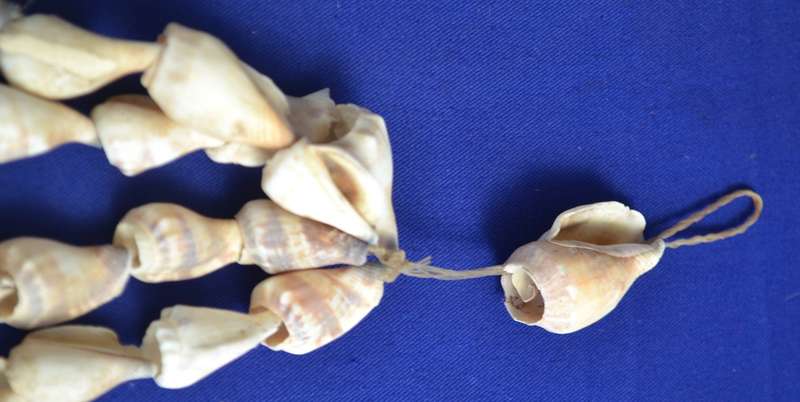 Vintage  Natural East African Sea Shell Neck Adornment / Necklace