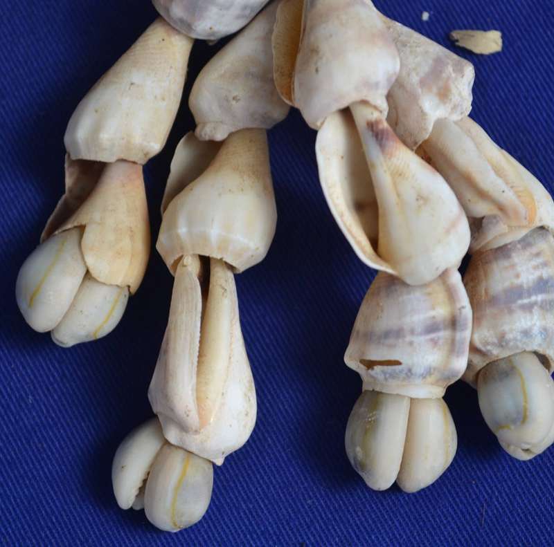 Vintage  Natural East African Sea Shell Neck Adornment / Necklace