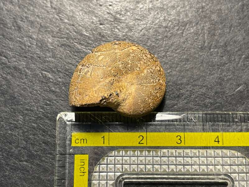 Lot 2 of 4 - Ancient ammonite fossil as per photo