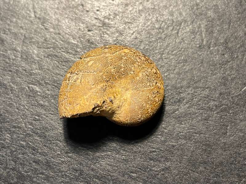 Lot 2 of 4 - Ancient ammonite fossil as per photo