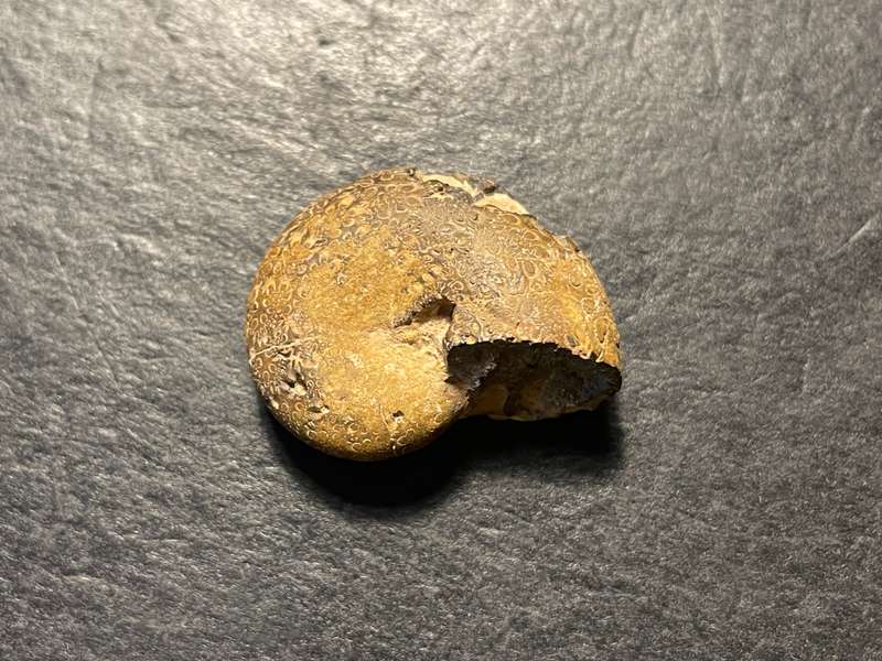 Lot 2 of 4 - Ancient ammonite fossil as per photo