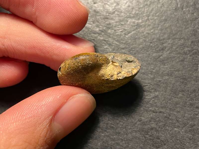 Lot 2 of 4 - Ancient ammonite fossil as per photo