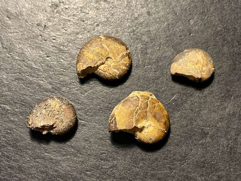 Lot 4 of 4 - Parcel of 4 Ancient ammonite fossils as per photo