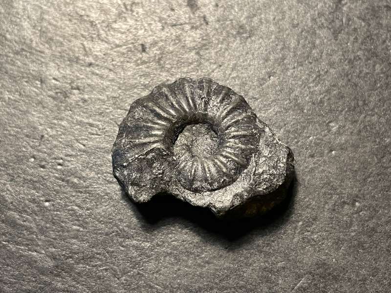Lot 1 of 4 - Ancient ammonite fossil as per photo