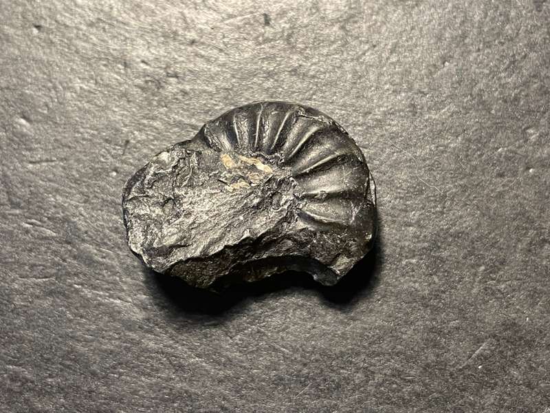 Lot 1 of 4 - Ancient ammonite fossil as per photo