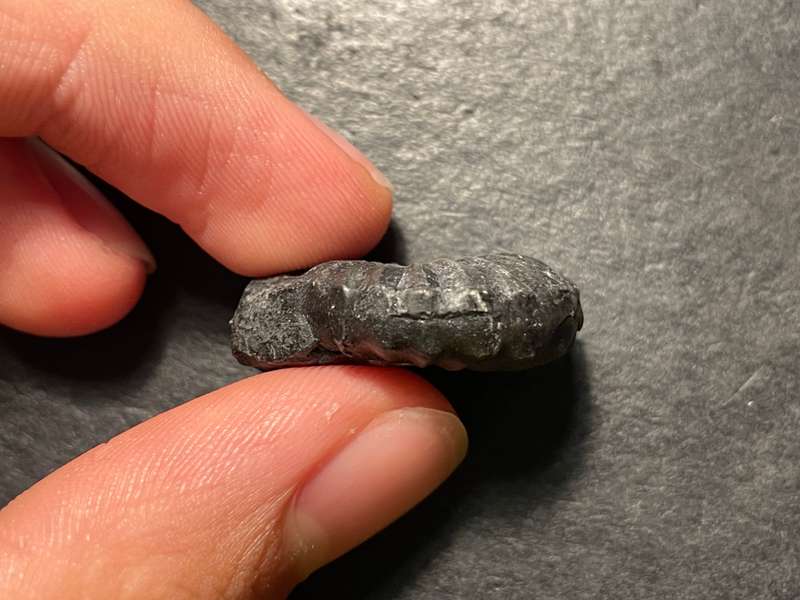 Lot 1 of 4 - Ancient ammonite fossil as per photo