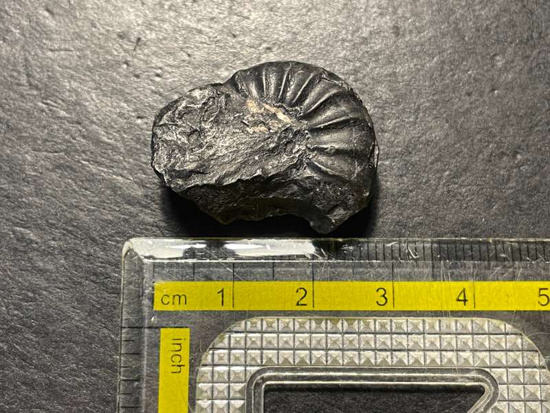 Lot 1 of 4 - Ancient ammonite fossil as per photo