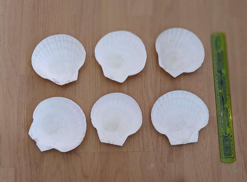 Shells (seashells)