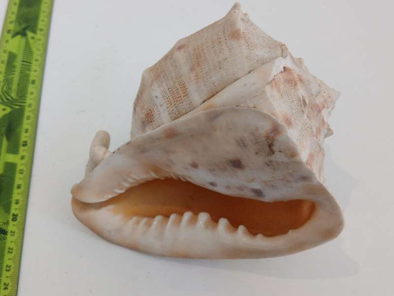 Shells (seashells)