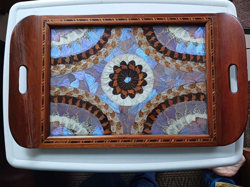 Butterfly Tray A Mahogany inlaid Tray decorated with hundreds of taxidermy butterfly wings
