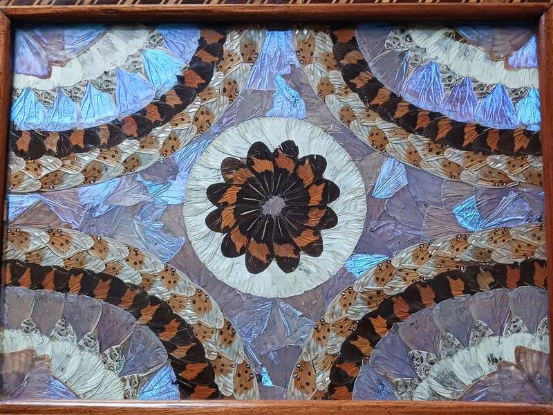 Butterfly Tray A Mahogany inlaid Tray decorated with hundreds of taxidermy butterfly wings