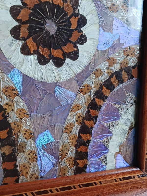 Butterfly Tray A Mahogany inlaid Tray decorated with hundreds of taxidermy butterfly wings