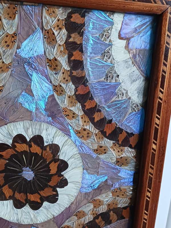 Butterfly Tray A Mahogany inlaid Tray decorated with hundreds of taxidermy butterfly wings