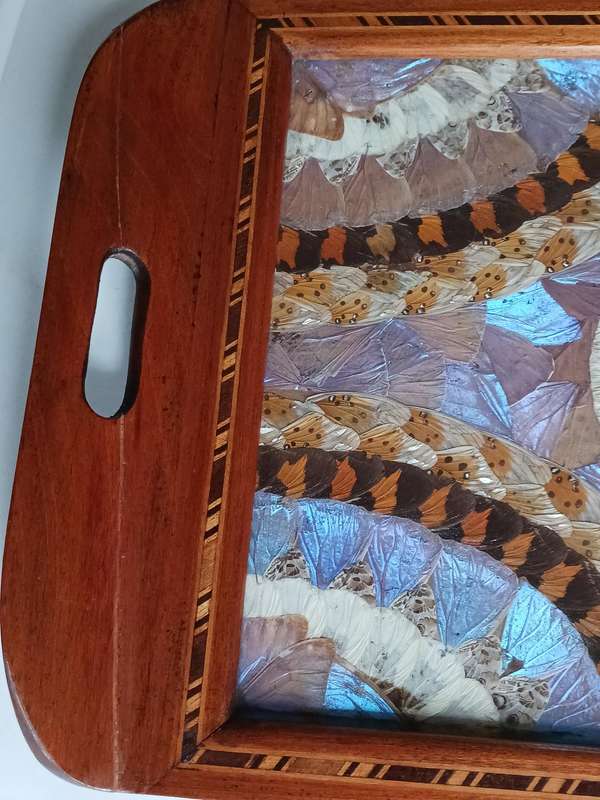 Butterfly Tray A Mahogany inlaid Tray decorated with hundreds of taxidermy butterfly wings