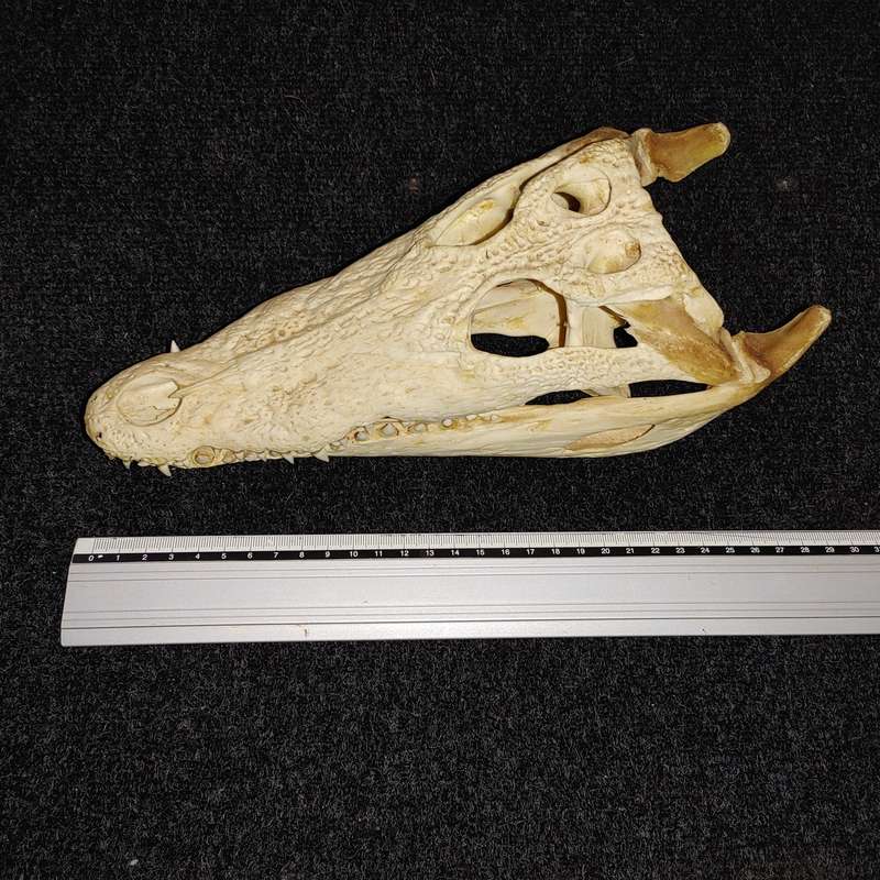 Crocodile skull
