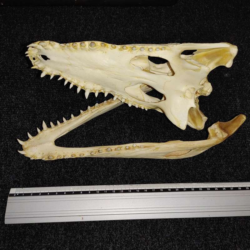 Crocodile skull