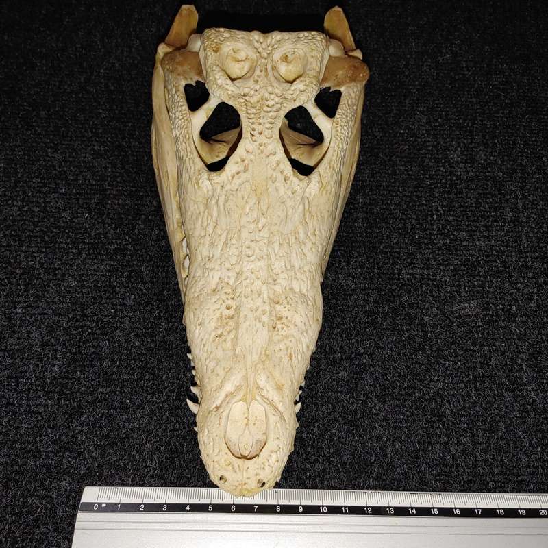 Crocodile skull