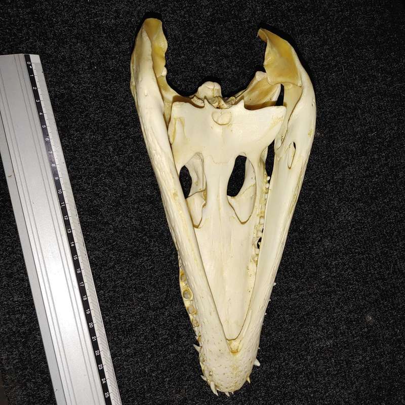 Crocodile skull