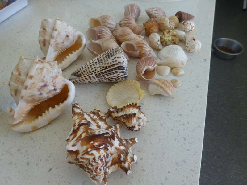 sort after seashells