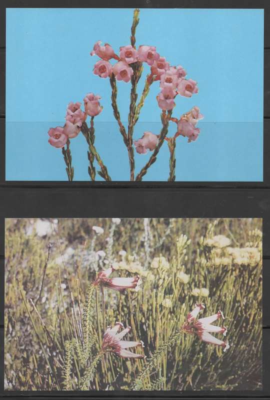 SELECTION OF RSA FDC MUST SEE