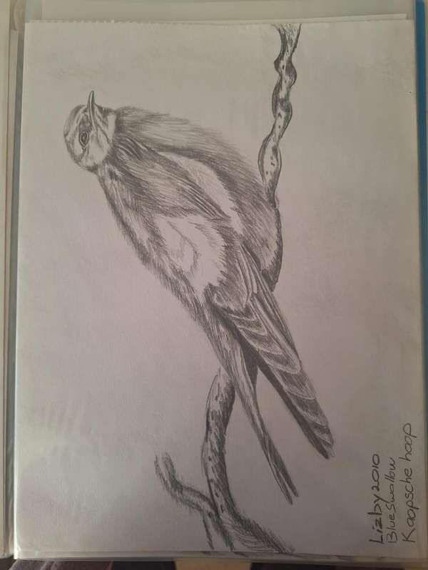 Kaapsehoop special art drawings
