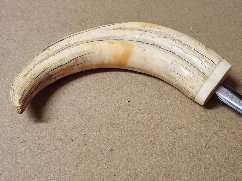 WARTHOG TUSK LETTER OPENER