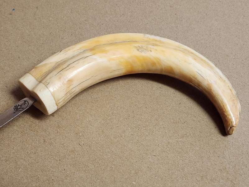 WARTHOG TUSK LETTER OPENER